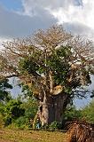 TANZANIA - Pemba Island - 128 Baobab